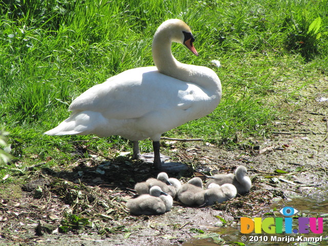 SX14220 Mute swan with four cygnets (chicks) (Cygnus olor)